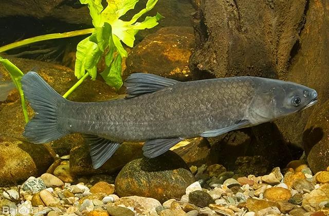 青鱼是什么鱼，四大家鱼中的青鱼是什么鱼（为何会被称为“索命鱼”）