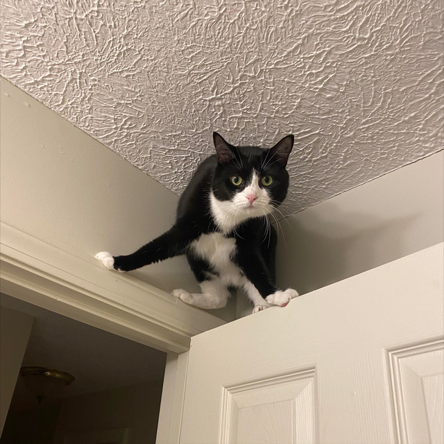 小猫咪 可爱图，小猫图片大全可爱图片大全图片（21张“搞笑”的猫咪图片）