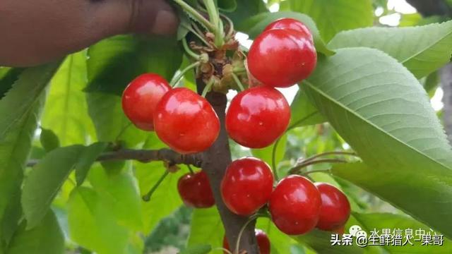 樱桃几月份成熟，汶川樱桃几月份成熟（中国樱桃主要产地分布及品种介绍）