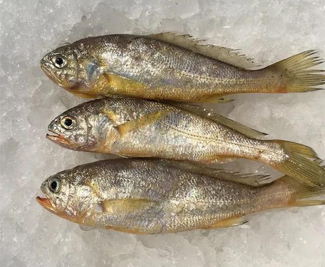 小黄鱼长大后会不会变成大黄鱼，为什么小黄鱼长不成大黄鱼（这几种鱼样子都很相似）