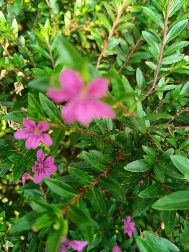 秋天的花朵怎么画，儿童画秋天的花朵（秋天的画）