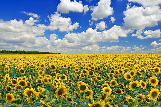 清晨心语每日分享，充满阳光的句子（清晨阳光美好的20句早安心语）