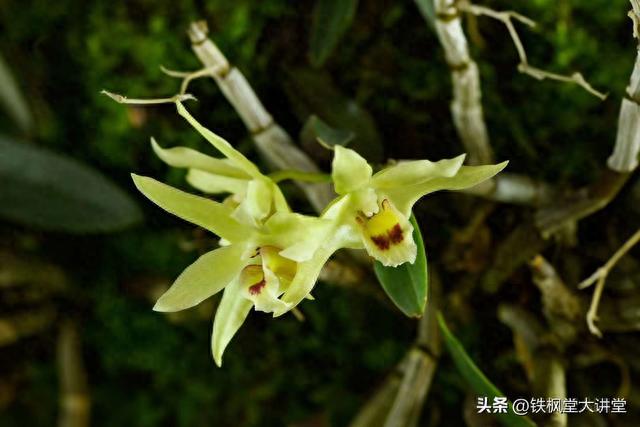 石花茶的功效与作用及禁忌，夏饮石斛花茶