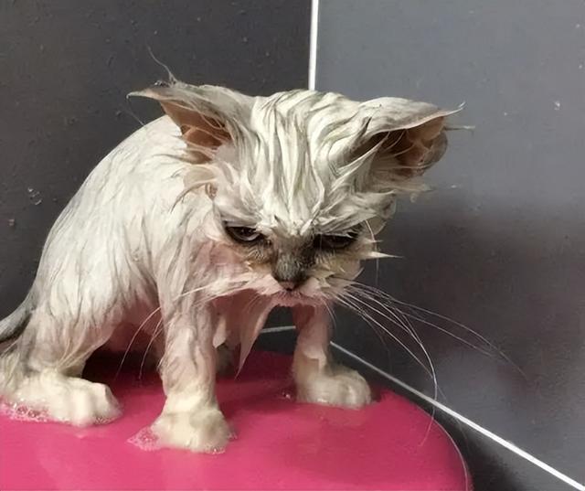 养金吉拉最忌讳什么，金吉拉为什么不能养（养金吉拉猫的“8大禁忌”）