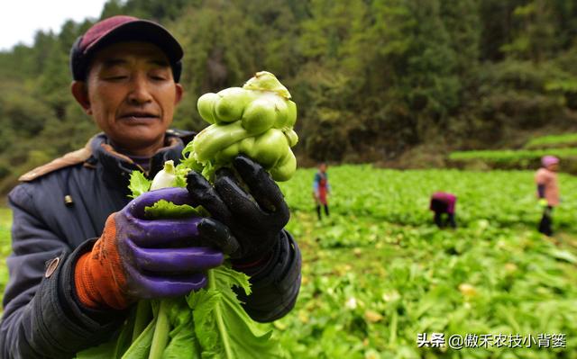 3的立方根是多少，3的3次方是多少（才能让蔬菜长得好、产量高、收益高）