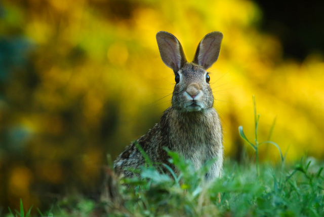 兔子的含义，兔子的含义中国（说文解字：十二生肖之—“兔”）