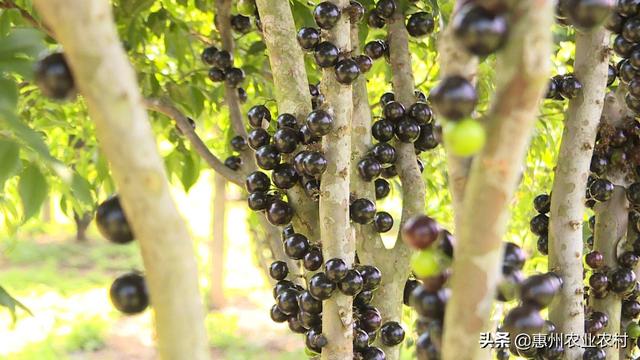 嘉宝果是什么水果，惠州惠东：嘉宝果成熟了