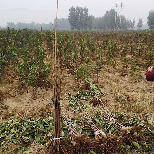 樱桃树的特点，樱桃树的特点描写（矮化1-2年的罗亚明车厘子树苗）