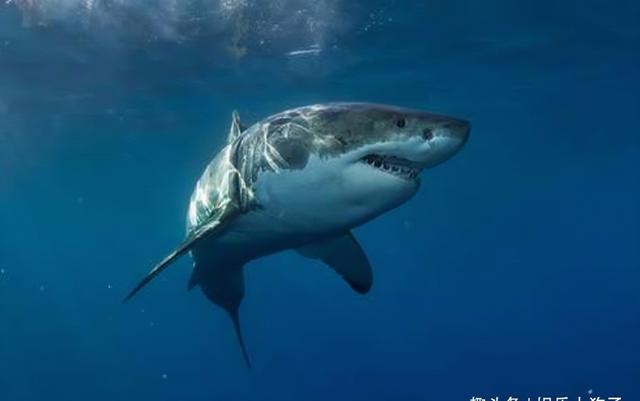 好看的怪兽电影，推荐五部超好看的怪兽电影（怪兽电影推荐）