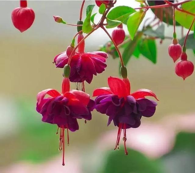 灯花有什么寓意，各种花灯的寓意（吉祥的灯笼花）