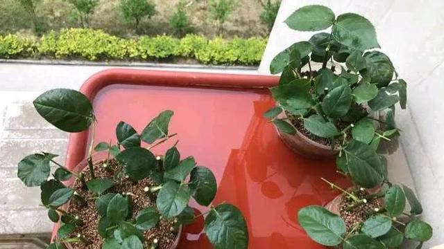 如何折花，如何折花朵简单方法（冬天不花一分钱养花）