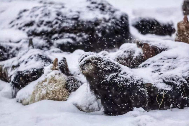 雪地里的动物图片，雪地里可爱的动物（“白灾”为何会让东北虎受灾）