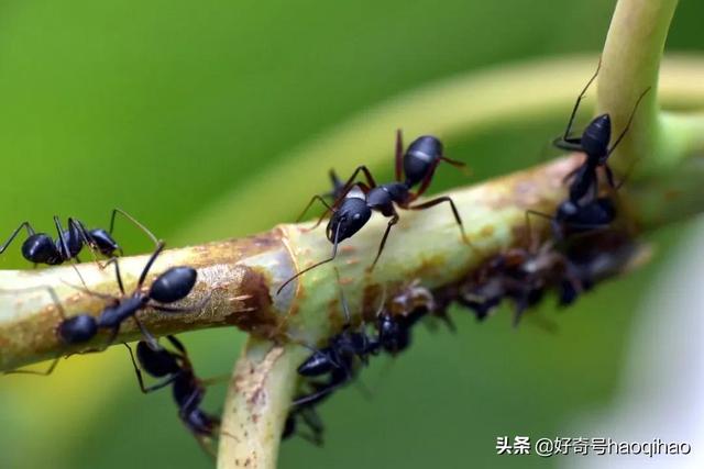 hetui是什么意思网络用语，吐痰表情包 微信（蚂蚁也会“刷朋友圈”）