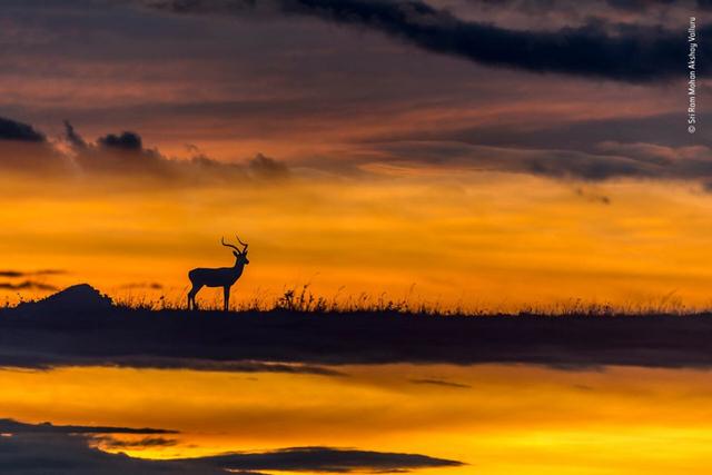 欧美吴彦祖，微信头像，欧美吴彦祖（2018年度最佳野生动物摄影作品图集）