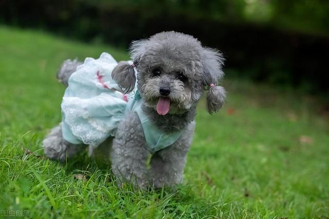 比熊和泰迪详细对比，比熊犬和泰迪犬有哪些区别