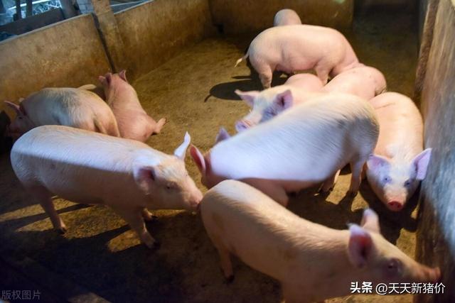 全国生猪价格涨跌表，今日生猪价格全国猪价涨跌图（全国各地生猪价格信息）