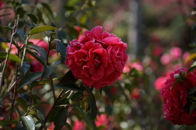 大理市春季赏花去哪里，大理开花季节（春之大理，与茶花“约会”）