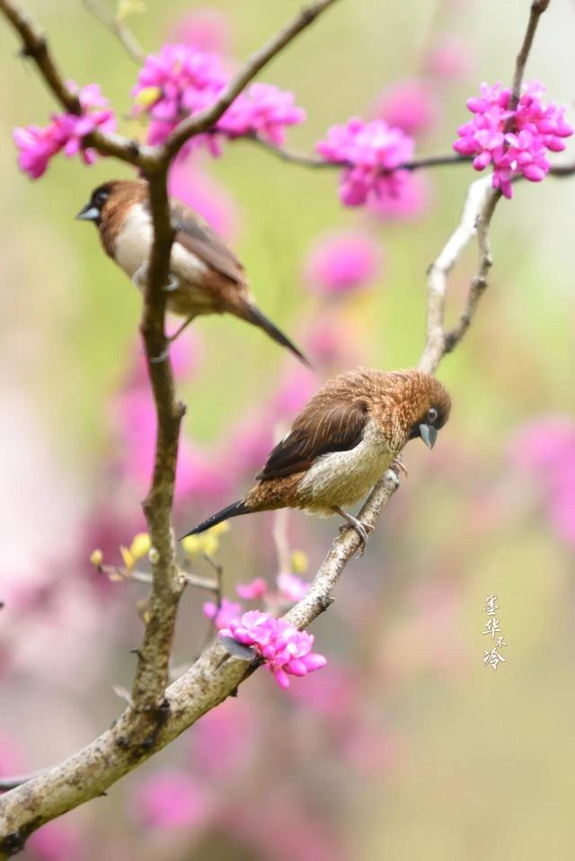 春天情感美文，春天的爱情美文（散文丨每一封春天的情书）