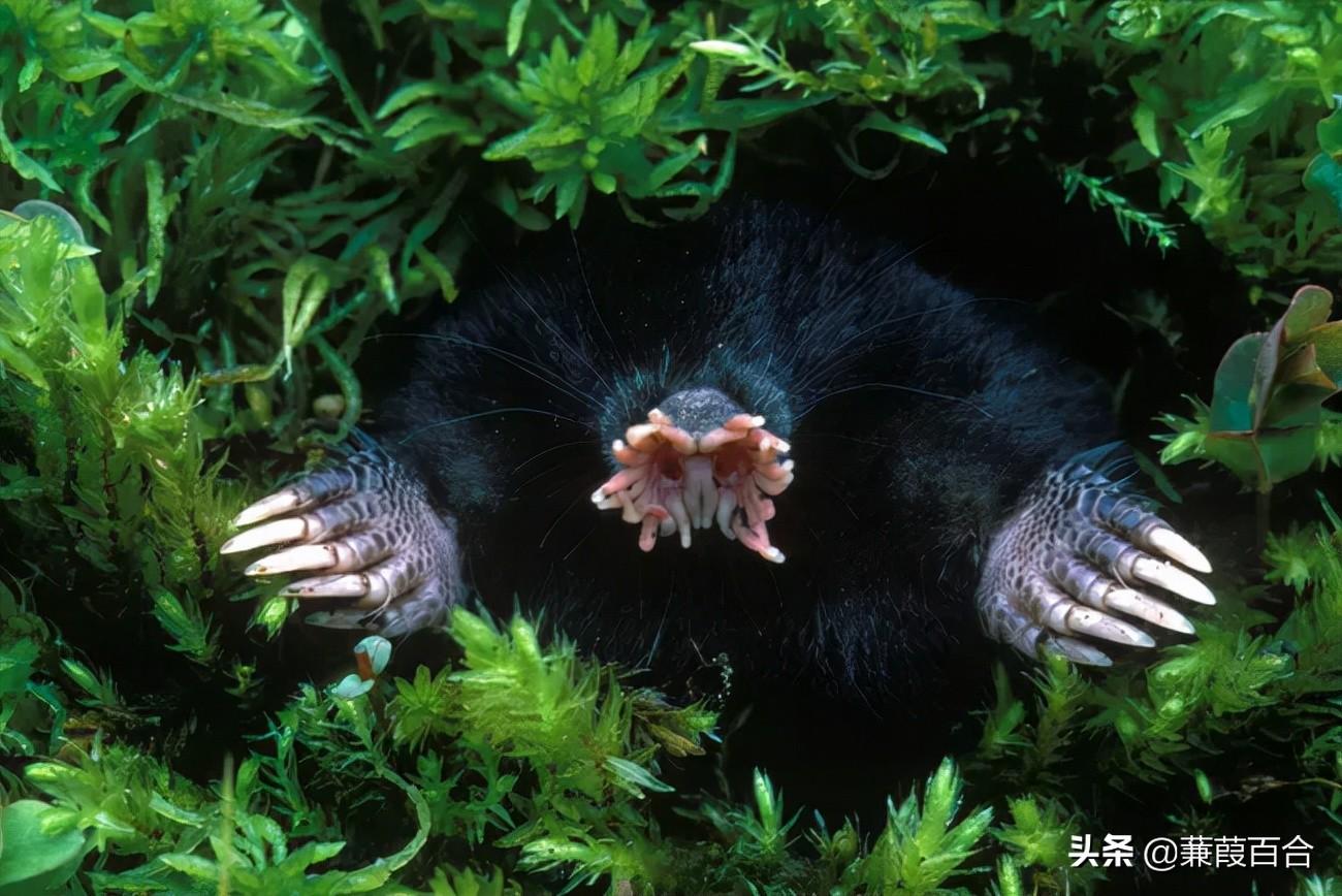 世界最凶猛的动物排名(世界上最可怕的) - 营销号