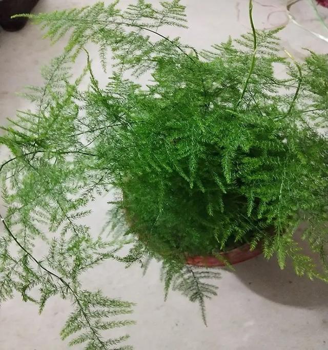 文竹的养殖方法和注意事项，文竹的养殖方法和注意事项有哪些（要让文竹“翠绿旺盛”）