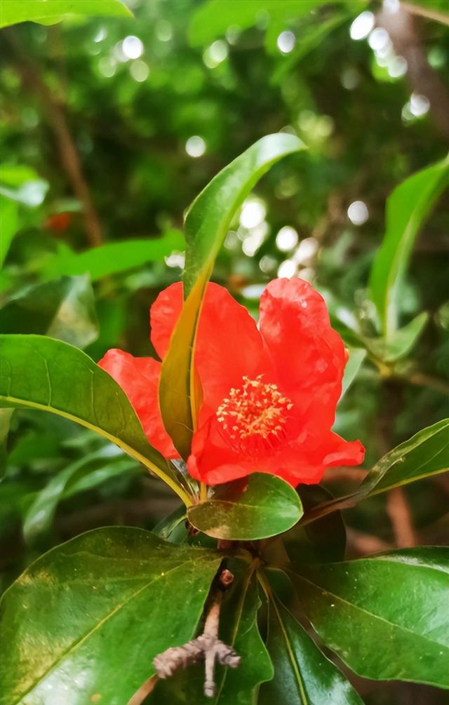 花诗歌，生如夏花诗歌（夹竹桃花正盛开）