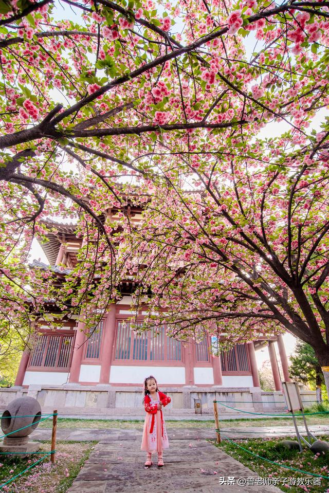 附近看花的地方，深圳最适合去赏花的地方（2023西安及周边赏樱花的地点大全）