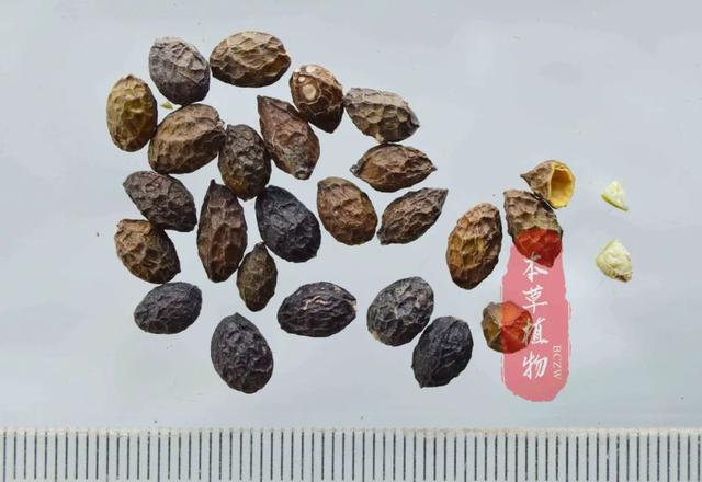 尖叶木樨榄种子图片