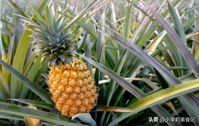 菠萝原产地是哪里，菠萝的出产地是哪里（全国哪的菠萝最好吃）