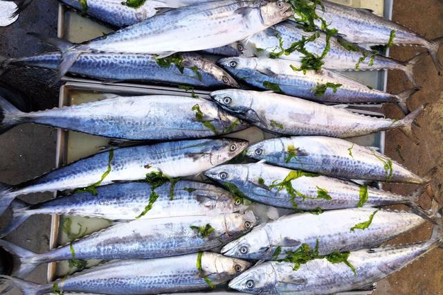 生蚝什么时候最肥，生蚝几月份最肥（福建生蚝几月份最肥）