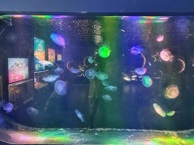 厦门椰风寨游乐场，厦门十大人少好玩的景点是什么（厦门旅游推荐之椰风寨海洋科普乐园）