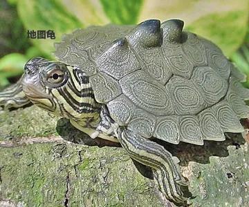 如何喂养地图龟，乌龟地图怎么养（便宜又能提高饲养技能的）