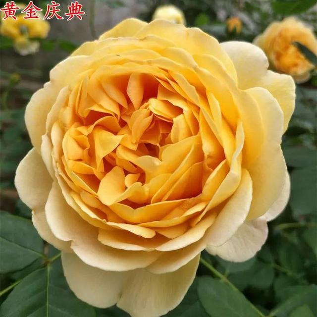 必养九种月季，值得入手的月季清单