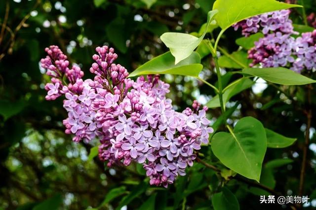 谷雨节气的介绍 二十四节气之谷雨内容文字，谷雨节气的介绍（谷雨：人间春暮，岁短情长）