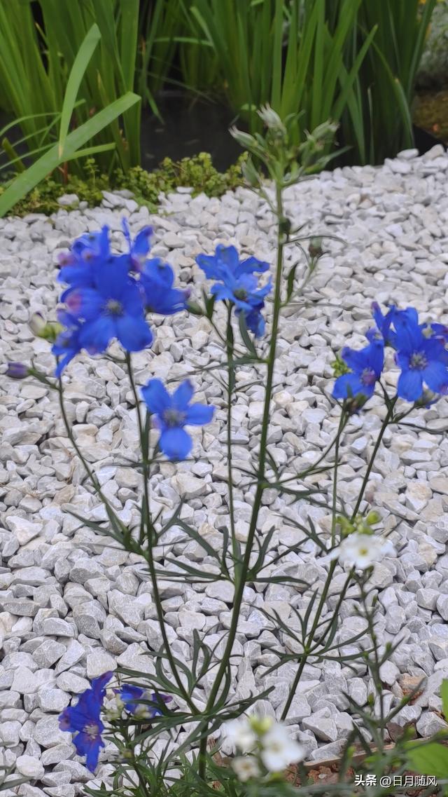 深圳市仙湖植物园，深圳仙湖植物园适合夏天逛吗（深圳仙湖植物园现场实拍图来了）