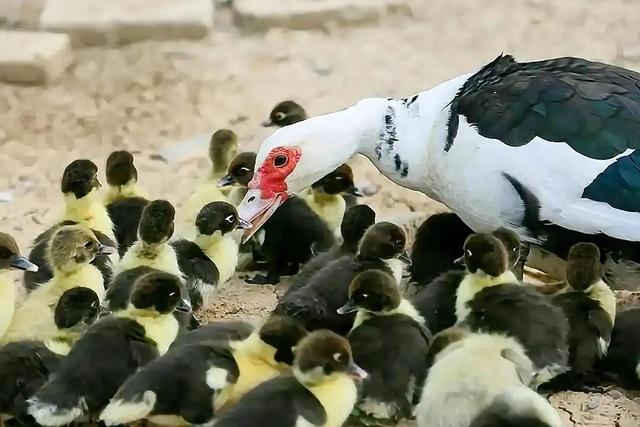 鸭子是什么动物，鸭子是什么动物种类（农村有鹅也有鸭）