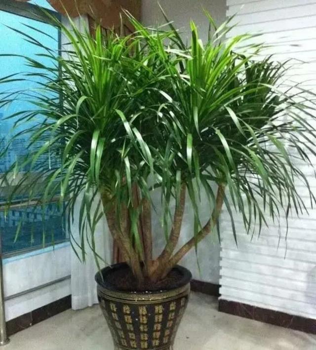 千年木的寓意与风水,七彩千年木的风水寓意(100种观叶植物)