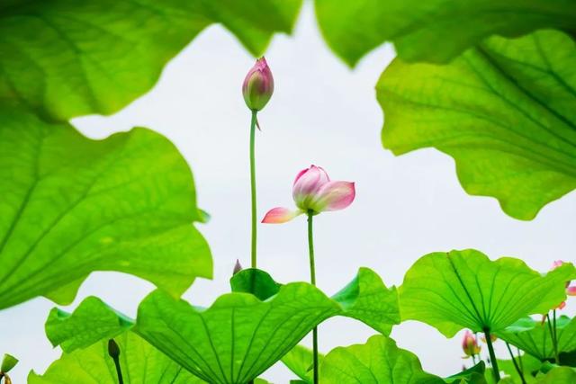 怎么形容热的天气，如何形容天气很热（怎么用一句诗词形容“天气很热”）