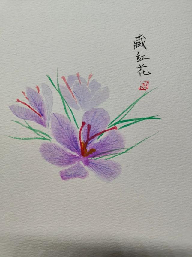 红花长什么样子有图片吗，红花长什么样的,求看视频（红花和藏红花）