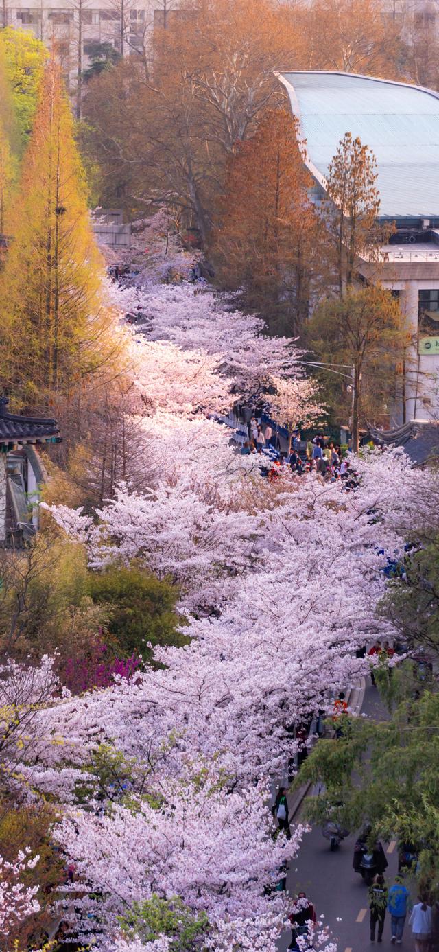 简短走心的文字背景图 怪我没有见过玫瑰，所以对野花情有独钟，最走心的图片文字（那一些念念不忘却没有回响的文案）