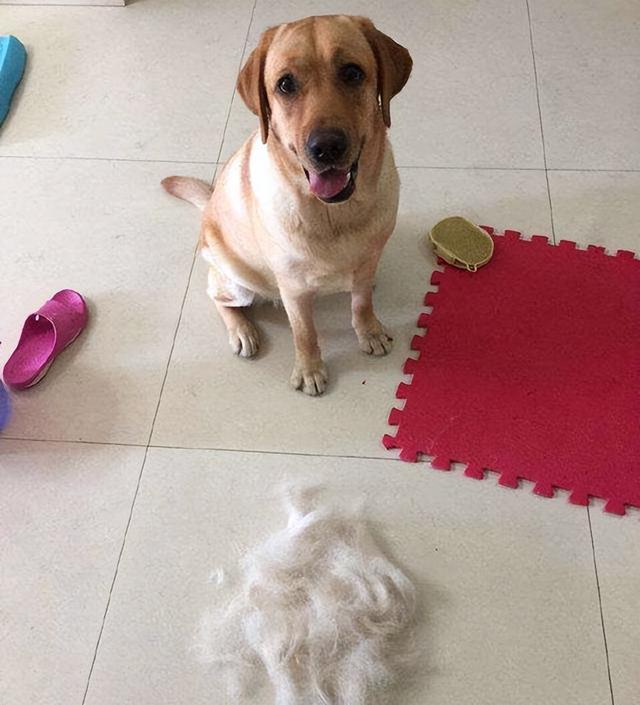 拉布拉多犬好养吗，拉布拉多好养吗（为什么大家都不敢养“拉布拉多犬”）
