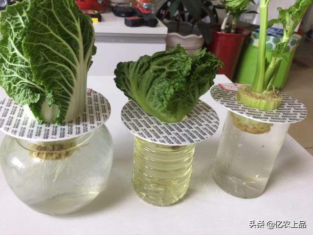 水培蔬菜怎么种植，水培蔬菜的简易方法（家里水培蔬菜怎么种植）