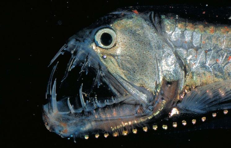 大白鲨vs公牛鲨(什么鱼比大白鲨还凶残) - 去钓鱼