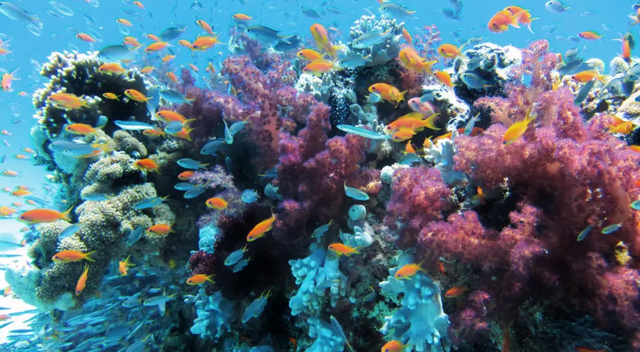 10000米恐怖深海鱼图片，恐怖的深海鱼类（海底一万米到底有多么恐怖）