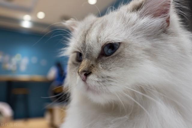 猫怀孕必须要注意六个事项，猫怀孕后的注意事项（怀孕了，猫就要送人吗）