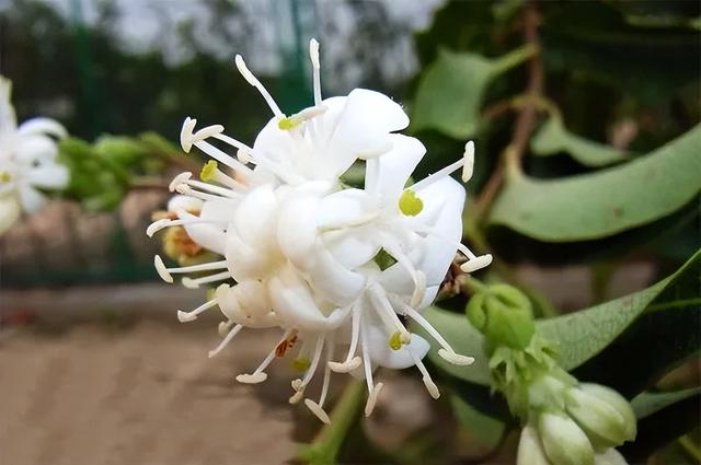 庭院喜阳植物，不同光照民宿花园或农场庭院内30种喜阴、喜阳植物