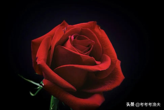 玫瑰花最经典的诗句，古人赞美玫瑰花的诗句（关于玫瑰花的36句名言警句）