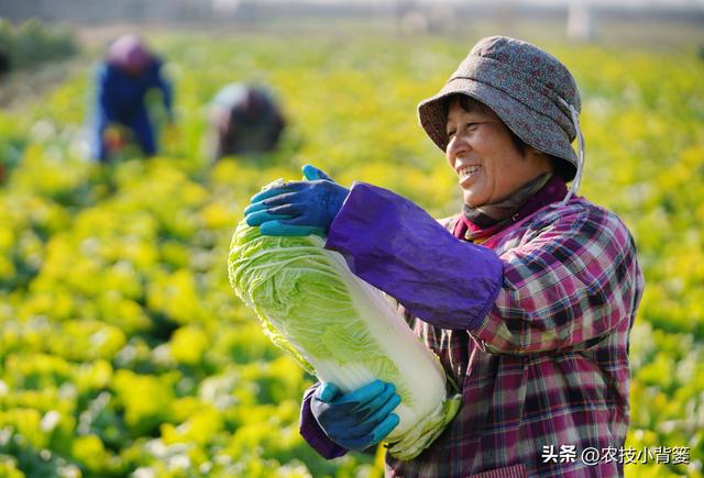 如何自己种白菜，怎么种白菜（怎样才能种出高产优质的大白菜）
