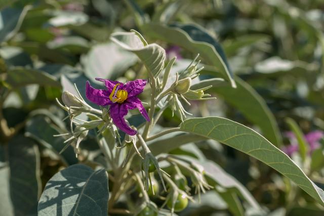 中国稀有水果，中国稀有水果名称大全（盘点世界上最稀有的6种水果）