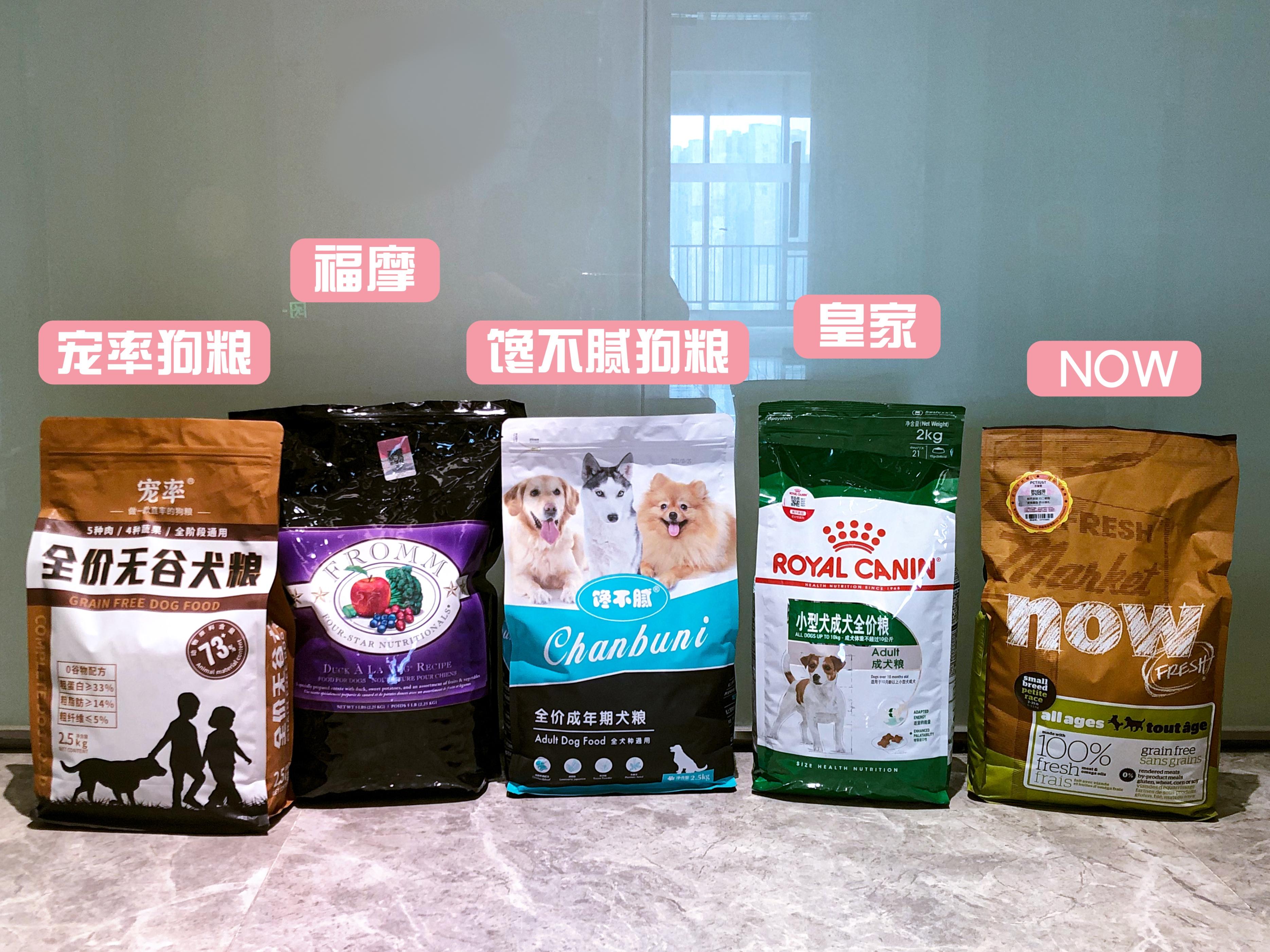 黑色狗的品种(纯黑色的小型犬都有哪些)