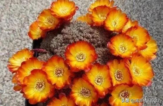 子孙球的风水学应用-子孙球在家居中的作用，子孙球寓意（分享—子孙球开花图片大全）